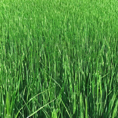 50 Lbs. Chipmate Perennial Ryegrass Seed