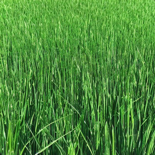 50 Lbs. Chipmate Perennial Ryegrass Seed