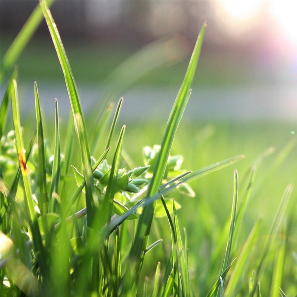 50 Lbs. High Quality Horse Pasture Seed Mix