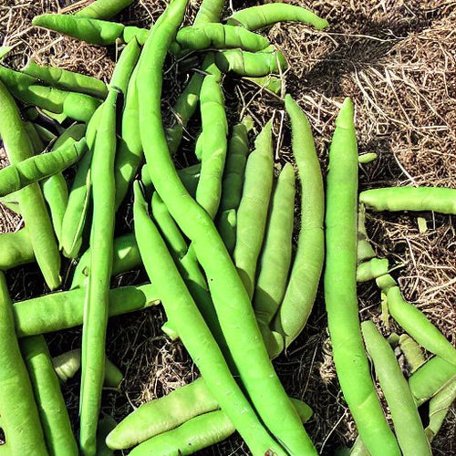 50 Lbs. Eagle Round Up Ready POD Haven North Soybean Seeds