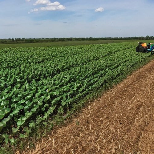 50 Lbs. Eagle Round Up Ready POD Haven North Soybean Seeds