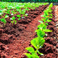 50lb Premium Potash Fertilizer 0-0-60 Formula for Enhanced Plant Growth by Anderson&