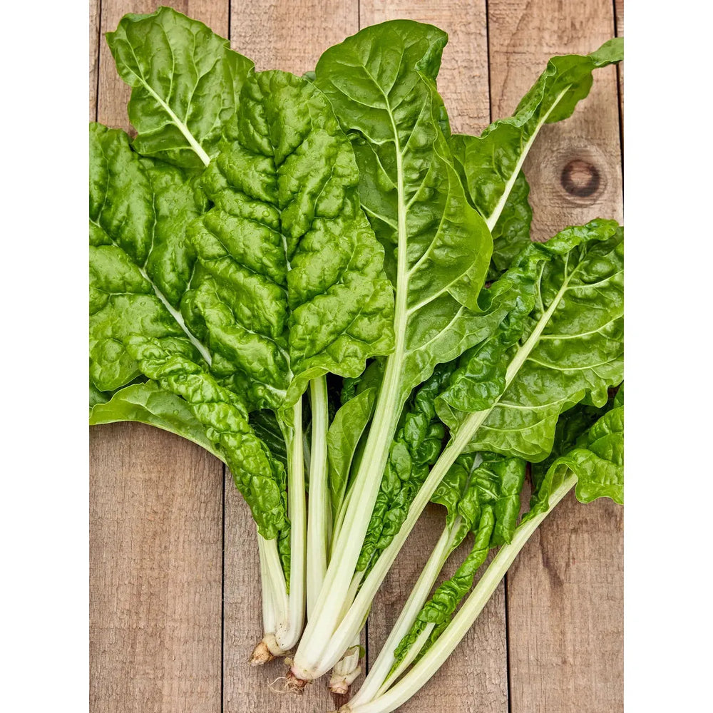 Fordhook Swiss Chard Garden Seeds