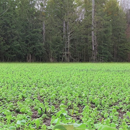 50.0 Lbs Eagle Seed Round Up Ready Wildlife Manager's Mix High Yield and Disease Resistance