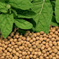 50.0 Lbs Ideal Soybeans - High-Quality Non-GMO Soybeans for Animal Feed