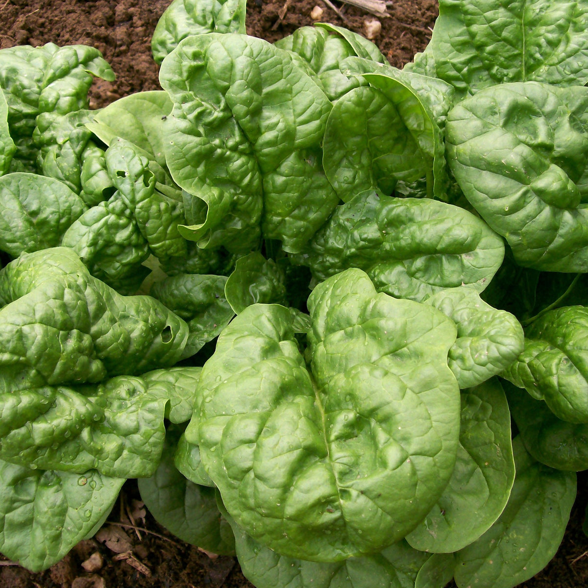Long Standing Bloomsdale Spinach Garden Seeds