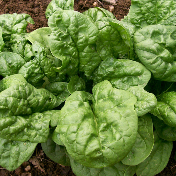 Long Standing Bloomsdale Spinach Garden Seeds