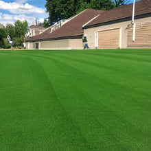 25.0 lbs Sports Turf Lawn Grass Seed Mix - Ideal 3-Way Kentucky Bluegrass for Lawns, Parks, Athletic Fields, and Recreation Areas - Full Sun Adaptation