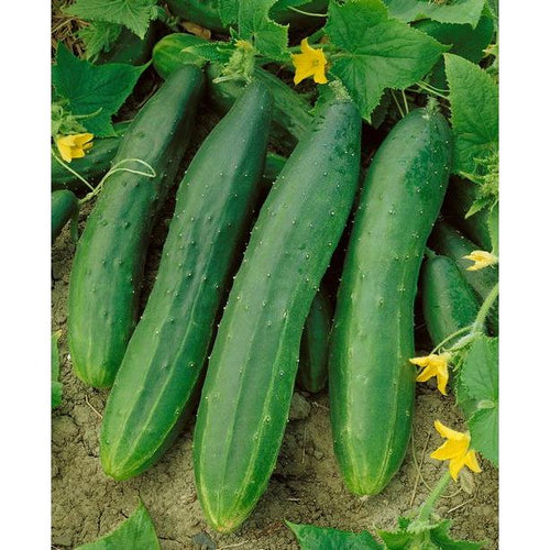 Straight Eight Slicing Cucumber Garden Seeds