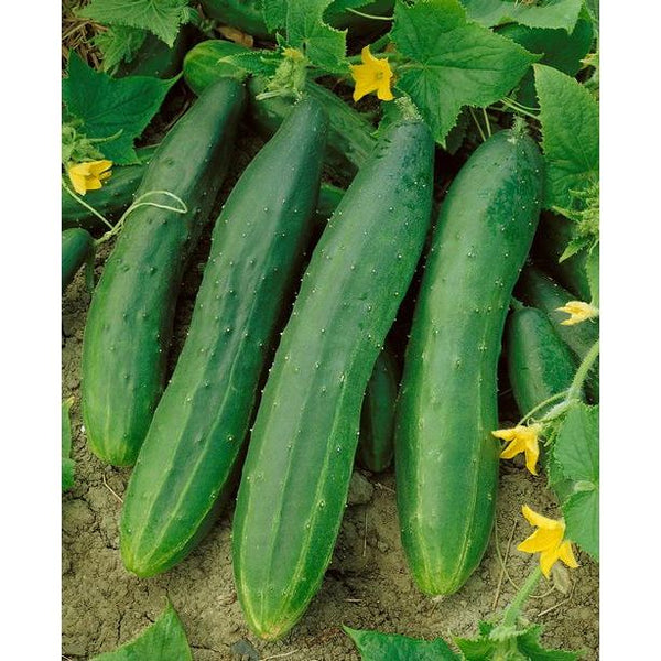 Straight Eight Slicing Cucumber Garden Seeds