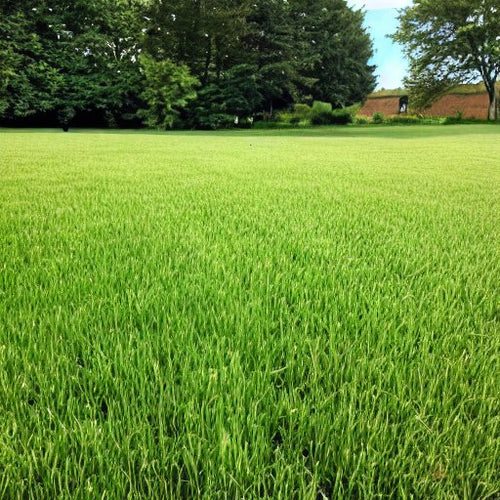 10 Lbs. IDEAL Sunny Lawn Grass Seed Mix