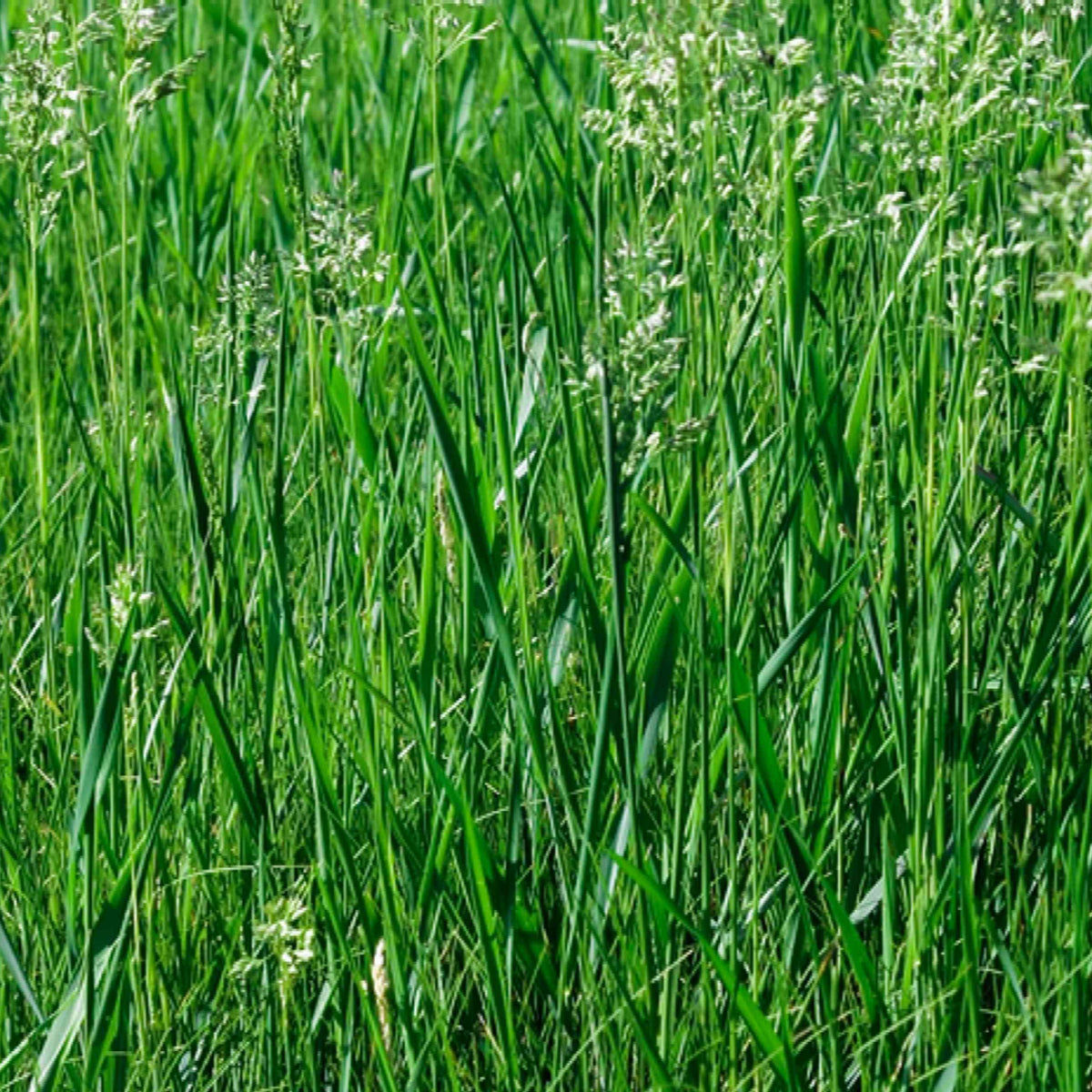50 Lbs. Fawn Tall Fescue Grass Seed