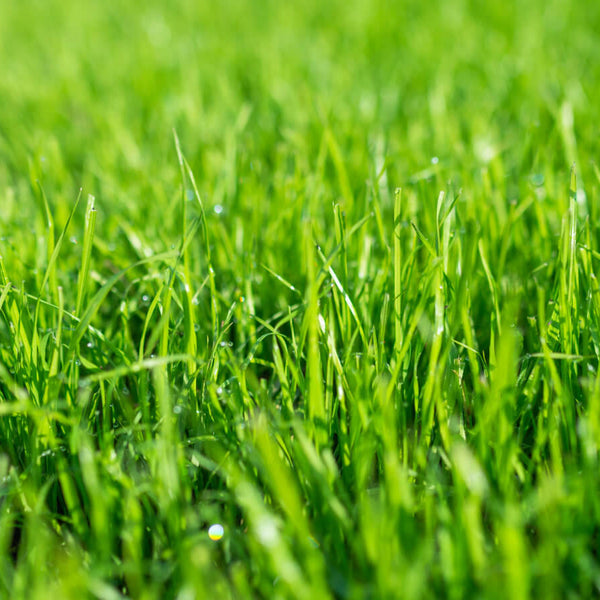 50 Lbs. Creeping Red Fescue Seed for Shaded and Low-Maintenance Areas