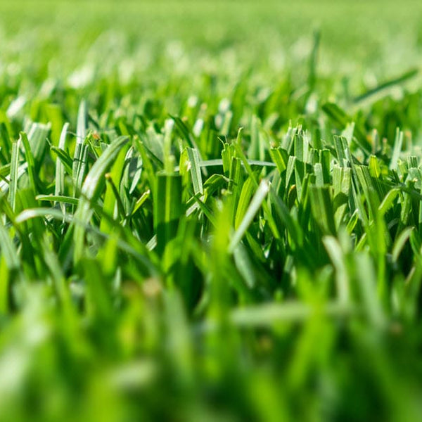 50 Lbs. Allied Seed POA Trivialis Laser Perennial Turfgrass Seed