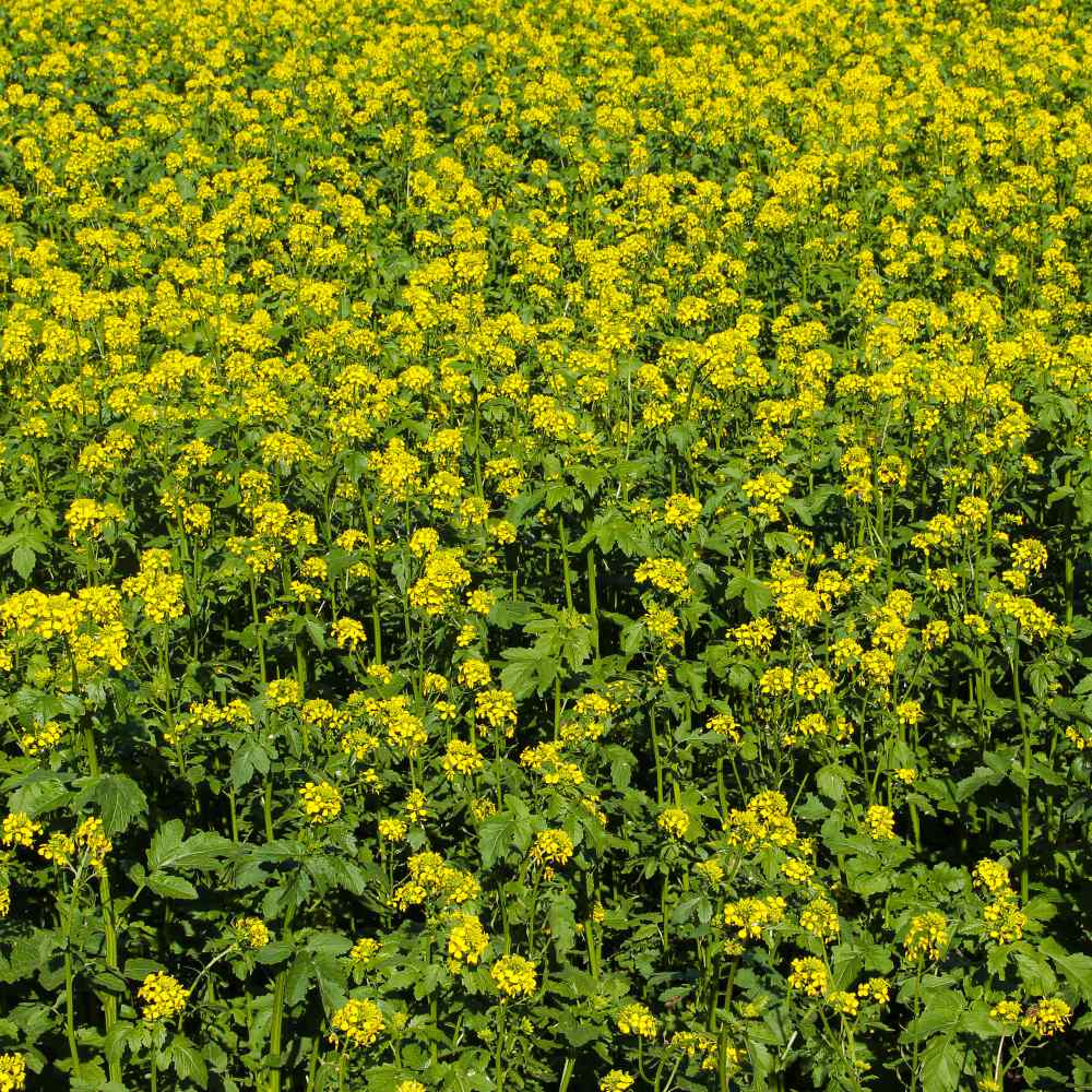 mustard seed to plant 50# Master White Mustard Seed