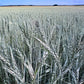 50.0 Lbs Winter Fridge Triticale Cold-Tolerant Grain for Winter Planting