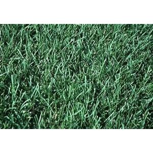 50.0 lbs KennBlue Kentucky Bluegrass Seed - Create a Lush and Vibrant Lawn