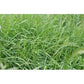 50 lbs. FSG Perennial Ryegrass - Elena Seed