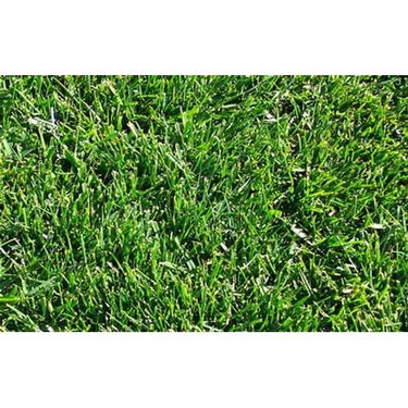 50 Lbs. Chewing VNS Fescue Seed for Drought-Tolerant and Shade-Tolerant Lawns