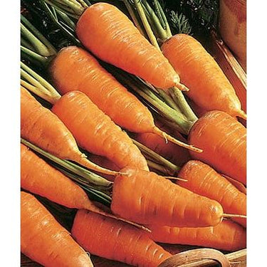 Chantenay Red Cored Carrot Garden Seeds