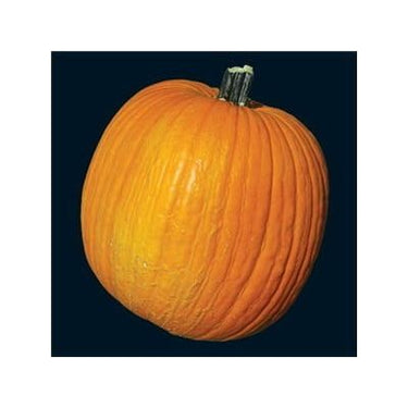 Connecticut Field Pumpkin Garden Seeds