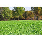 Imperial Whitetail Wintergreens - 3.0 lbs