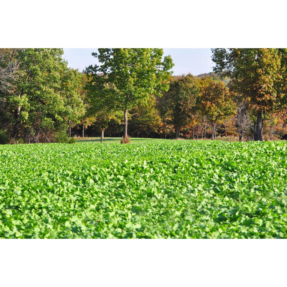 12 Lb Imperial Whitetail Wintergreens