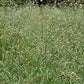 50.0 lbs Fawn Tall Fescue Seed for Resilient and Lush Lawns
