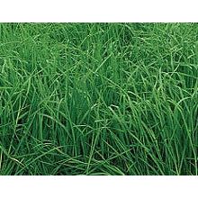 50 lb. Orchardgrass Hallmark