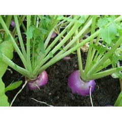 50 Lbs. Purple Top Turnip