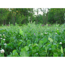 alfa rack planting dates 16.5 Lb WhiteTail Institute Imperial Alfa-Rack Plus (Perennial)