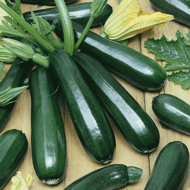 Black Beauty Zucchini Garden Seeds
