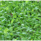 4.0 lbs WhiteTail Institute Bow Stand - High-Quality Annual Food Plot Seed for Optimal Bowhunting Opportunities and Game Attraction