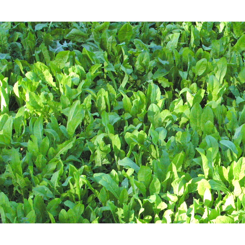 3 Lb Imperial Whitetail Chic Magnet Perennial Forage Mix