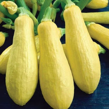 Early Prolific Straightneck Summer Squash Garden Seeds