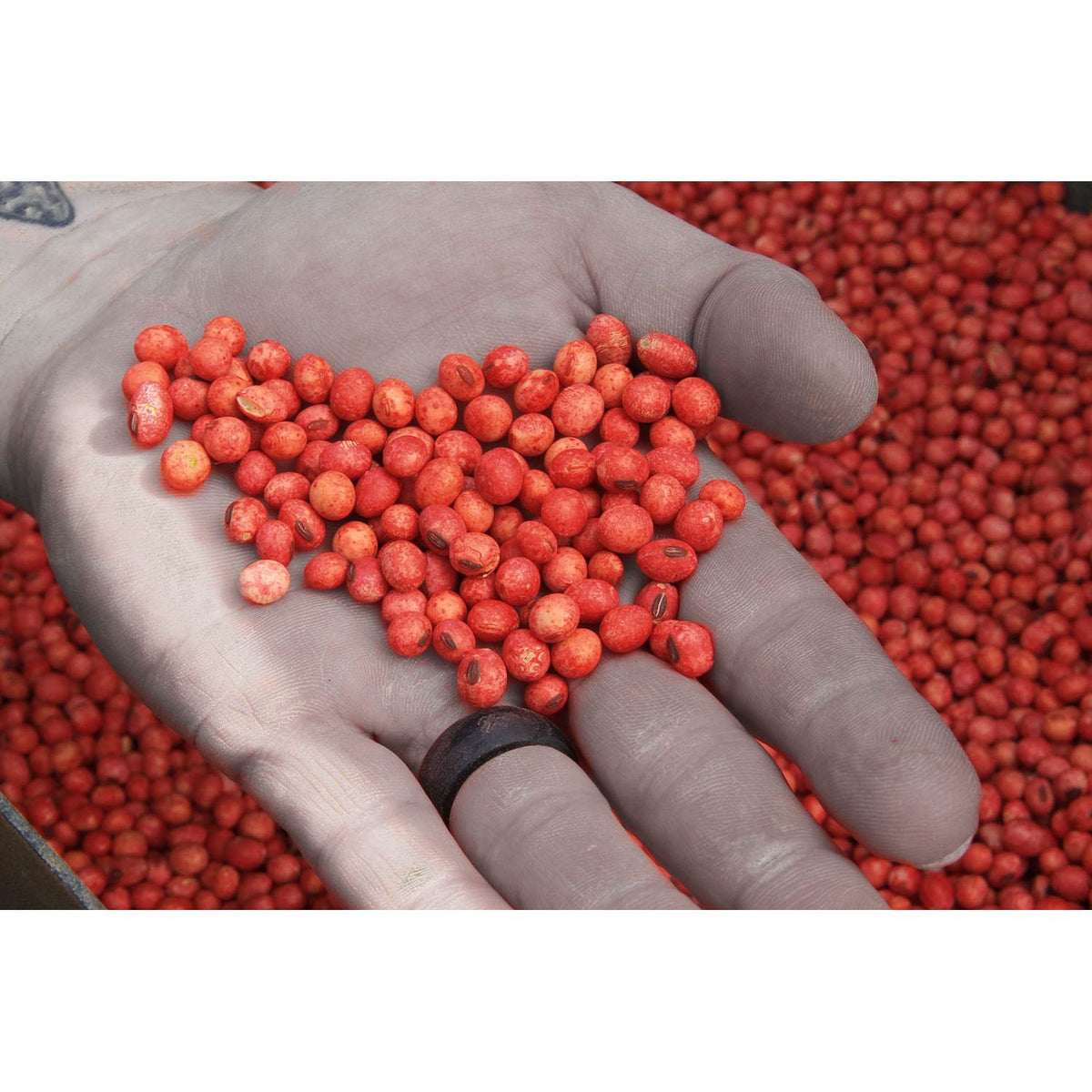 50 Lb Real World Gen 2 Soybean Blend