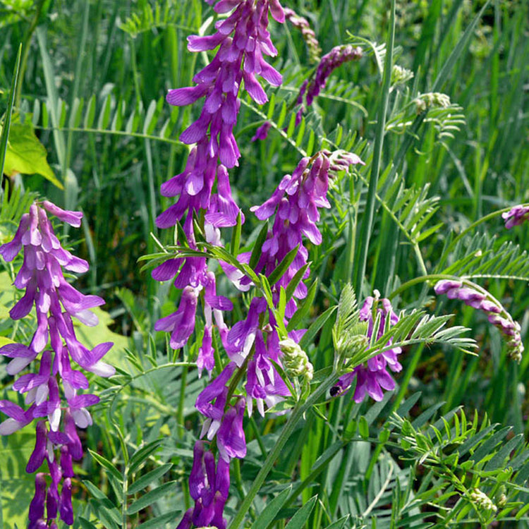 50 Lbs. Hairy Vetch Seed Cover Crop & Forage