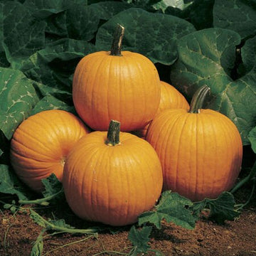 Howden Field Pumpkin Garden Seeds
