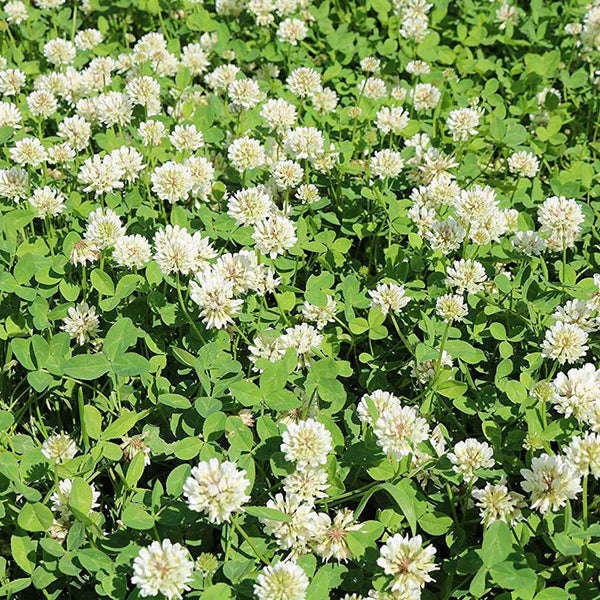 50 Lbs. High Quality Ladino Coated Clover Seeds