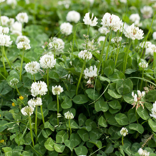 50 Lbs. 80/20 Mammoth Red Clover / Sweet Clover Seeds