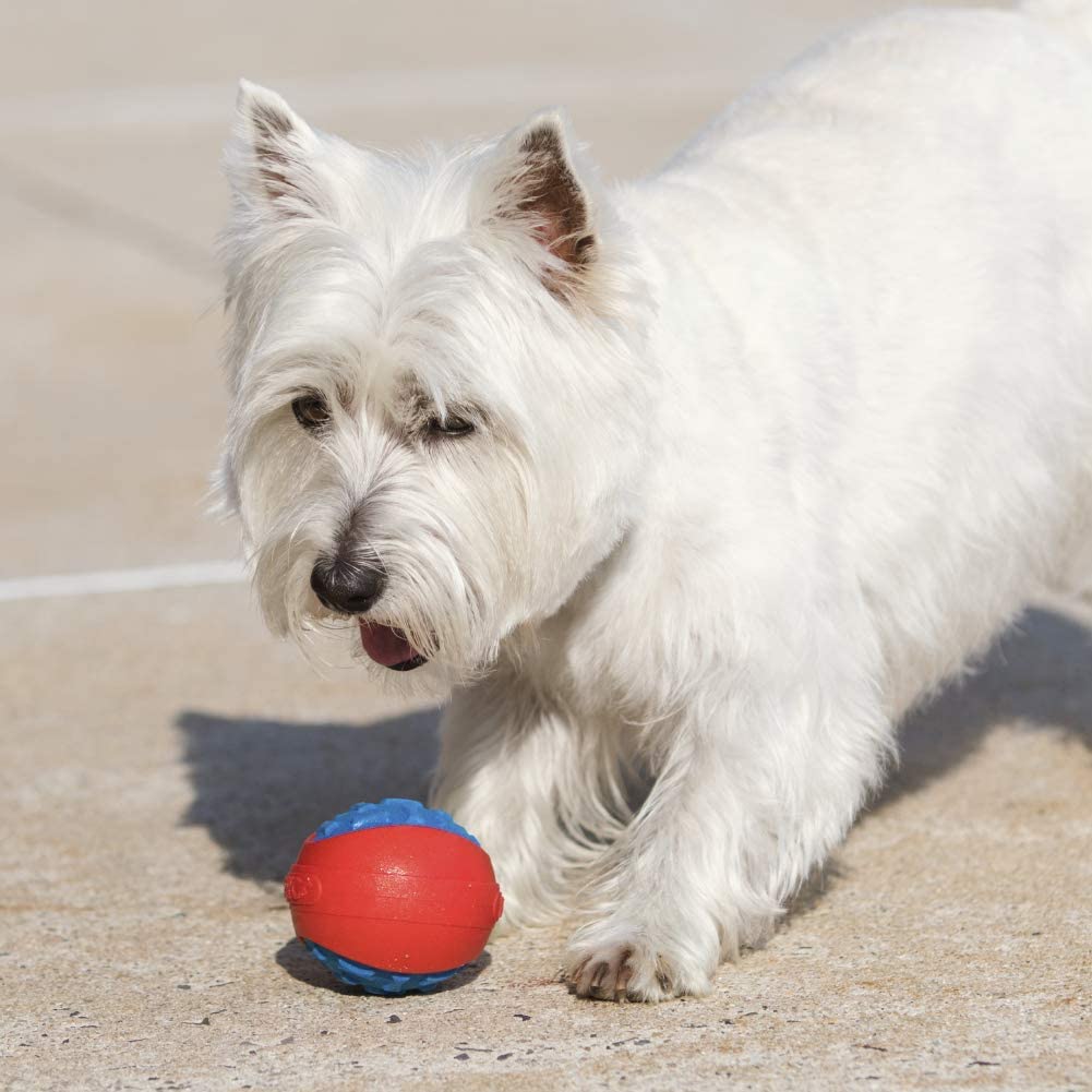 Outdoor dog ball best sale