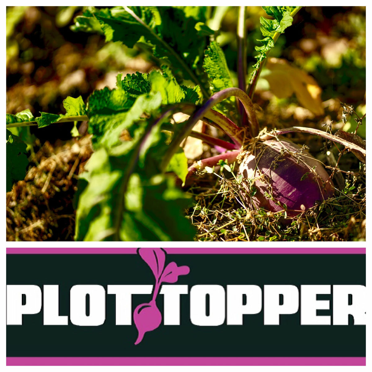 3Lbs Real World Plot Topper
