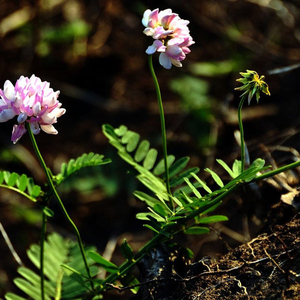 Crown Vetch - 1.0 lbs - Perennial Erosion Control Ground Cover with Pu ...