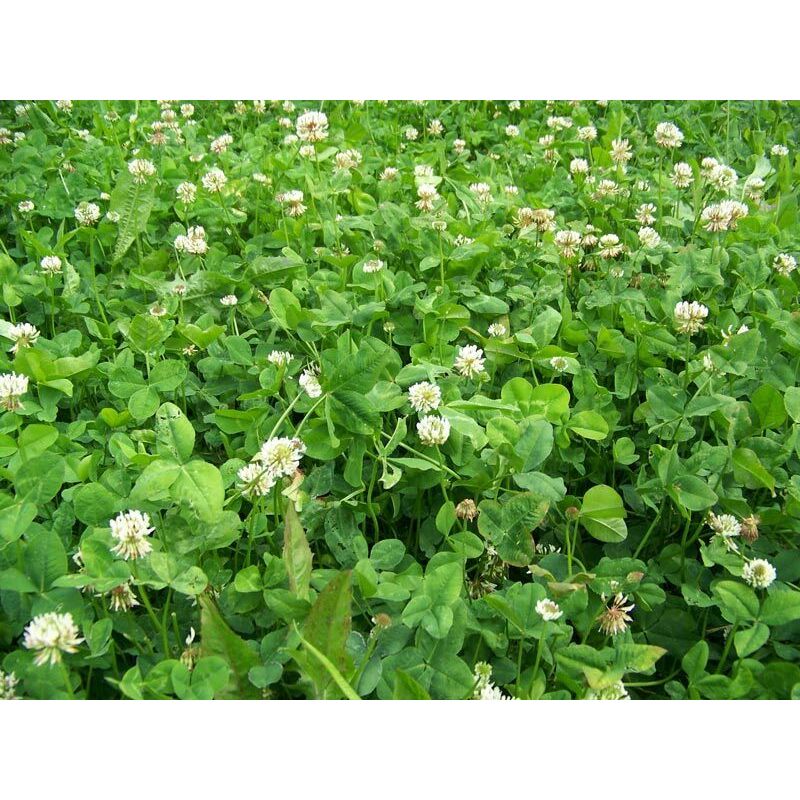 RWWS-Clover-Chicory_5e13c63a-