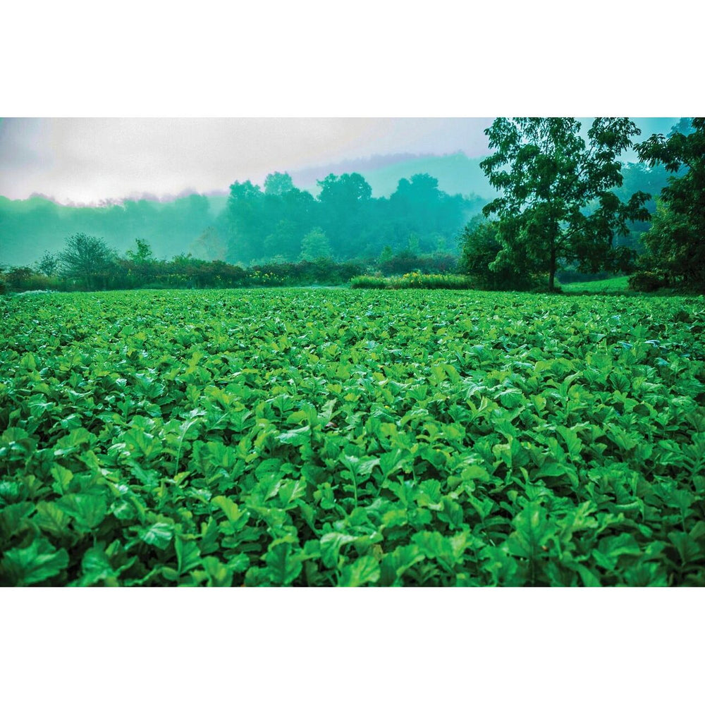 2.5 lbs WhiteTail Institute Ravish Radish