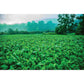 2.5 lbs WhiteTail Institute Ravish Radish - Premium Brassica Food Plot Seed for Deer Attraction and Improved Soil Health