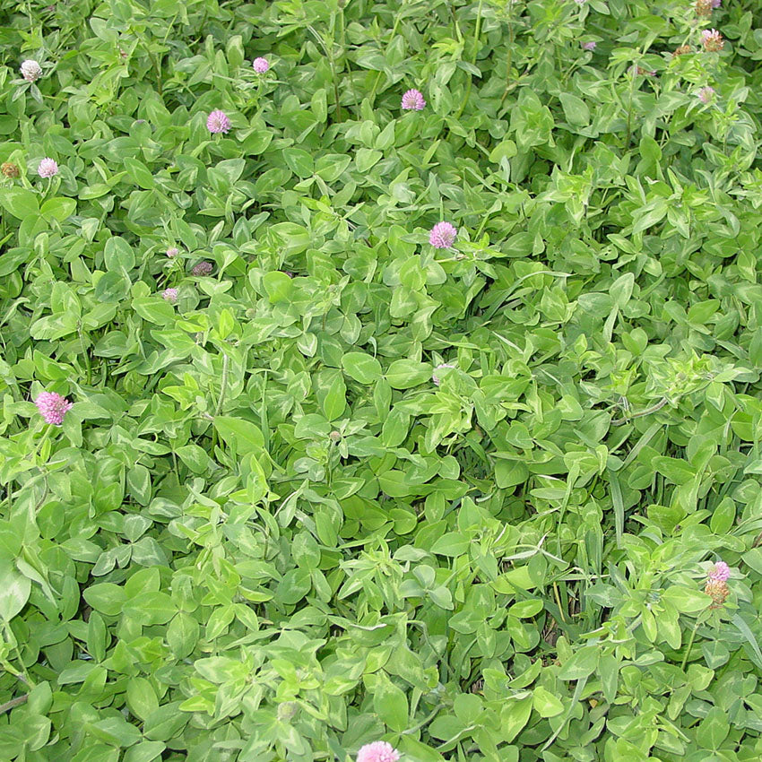 red clover seed planting 50 Lbs. Medium Red Clover Raw- Premium Quality USA-Grown Clover
