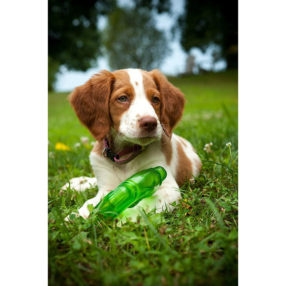 HERO Treat 'N Play Green Foraging Ring
