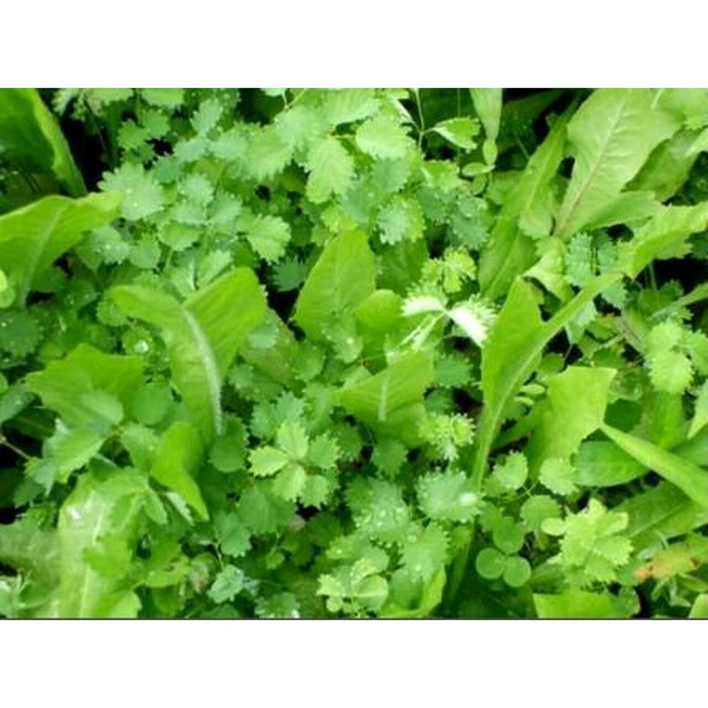5.6 Lb WhiteTail Institute Imperial Extreme (Perennial)