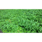 11.0 lbs WhiteTail Institute Winter Peas Plus (Annual) - High-Yield Food Plot Seed for Enhanced Wildlife Attraction and Nutrition